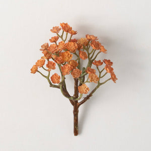 Orange Echeveria Succulent