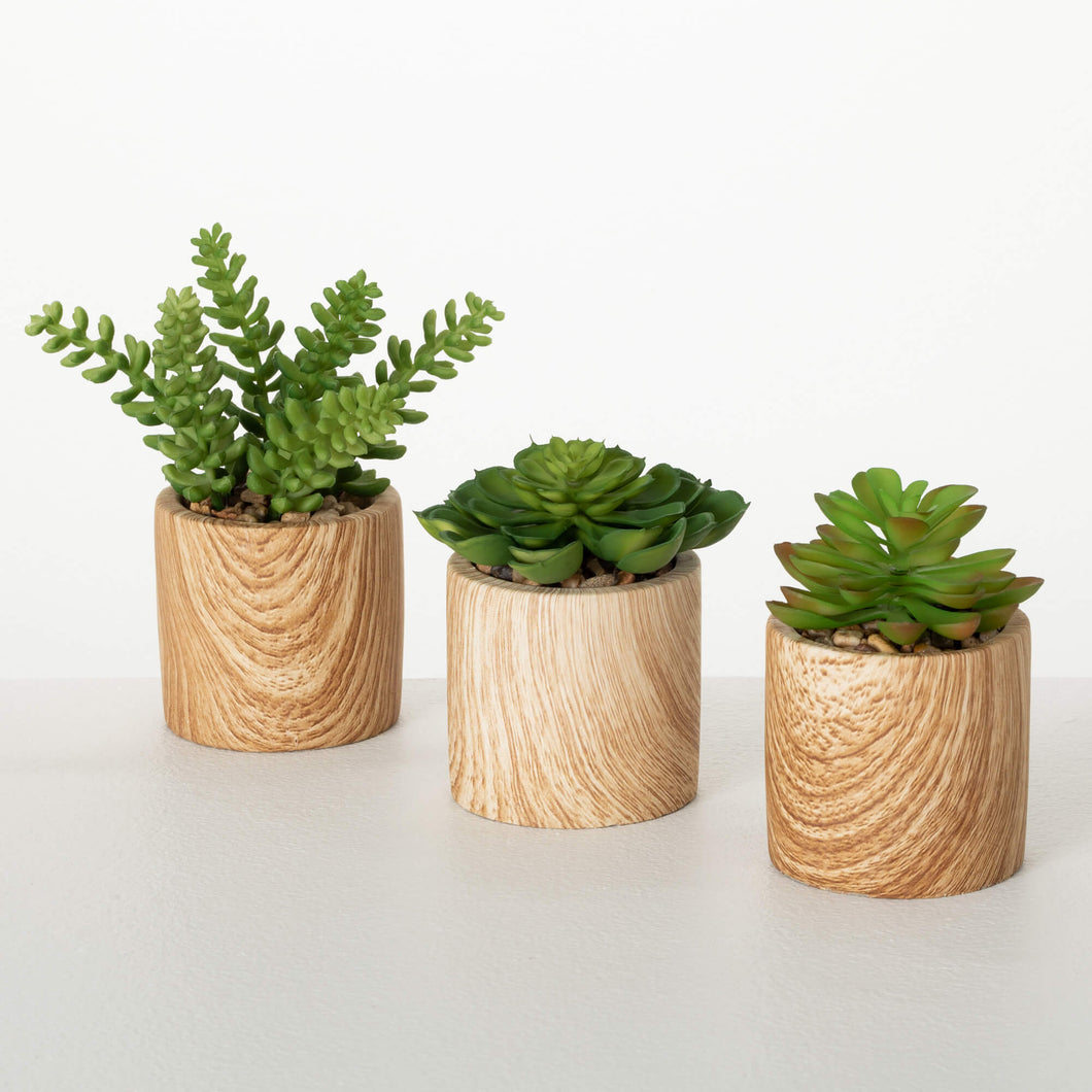 Woodlike Potted Succulent