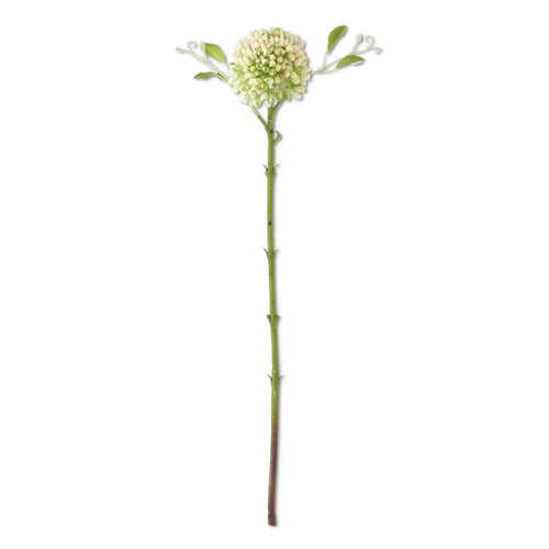 Green Sedum Stem