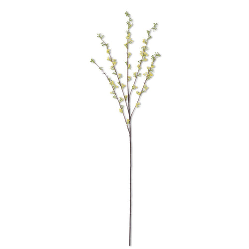 Hoary Willow Spray