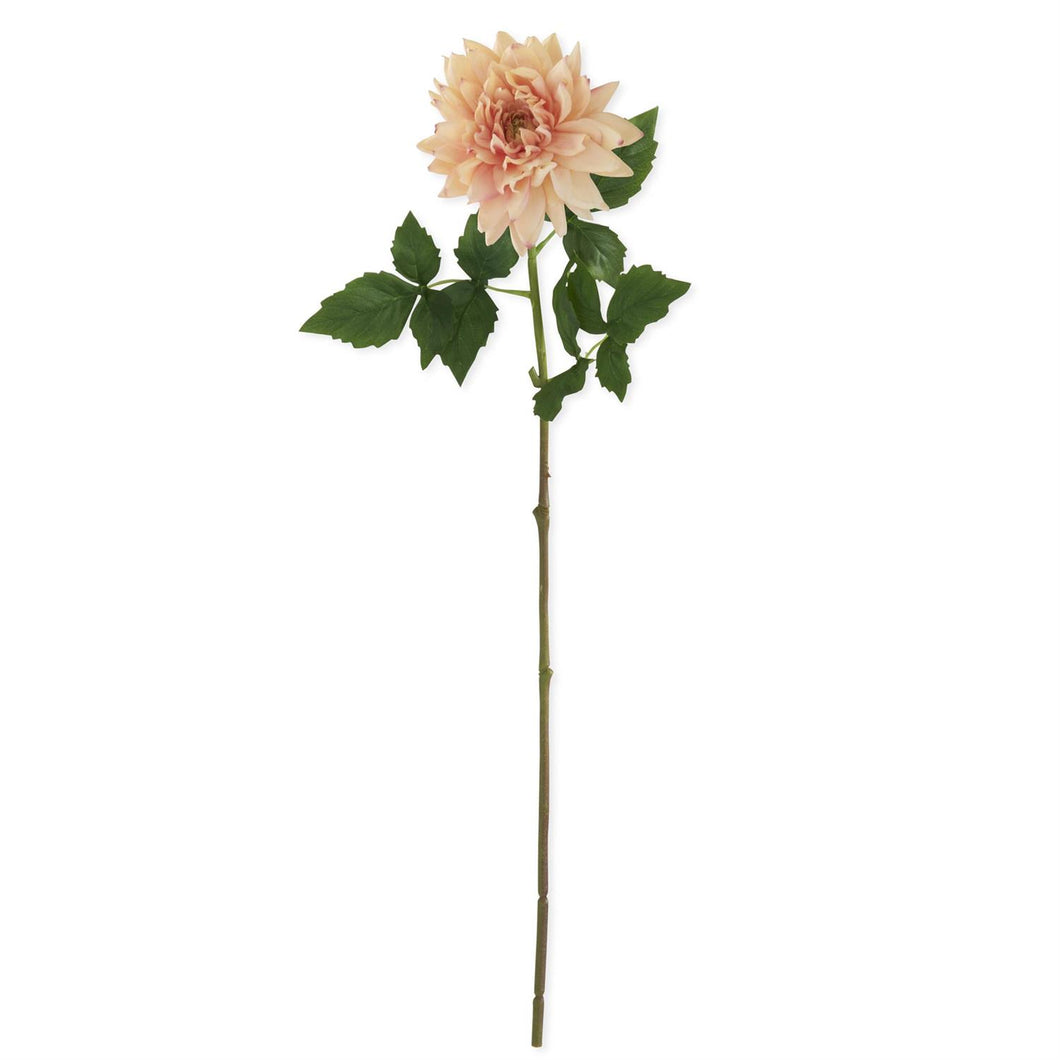 Peach Dahlia Stem