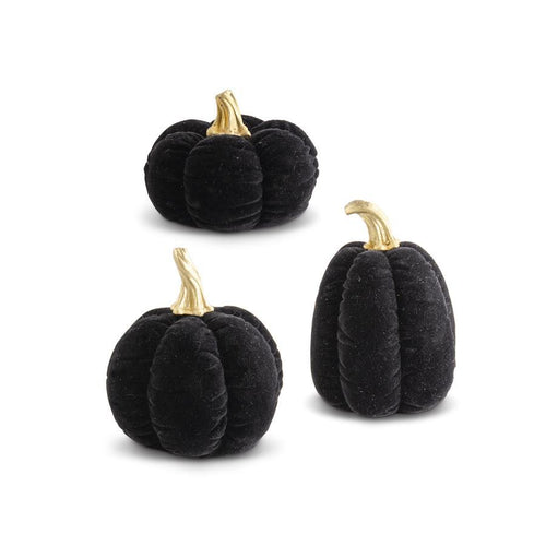 Black Velvet Pumpkin