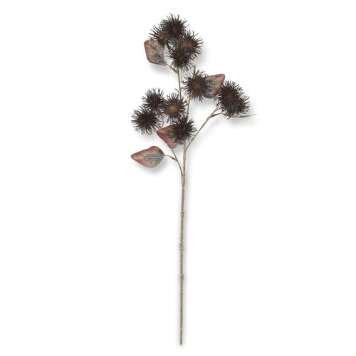 Dark Brown Thistle Stem