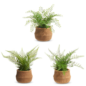 Potted Fern in Cement Basket