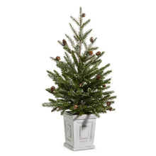 Load image into Gallery viewer, Pine Tree in White Container