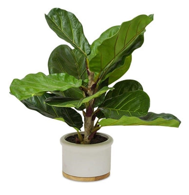 Potted Fiddle Fig