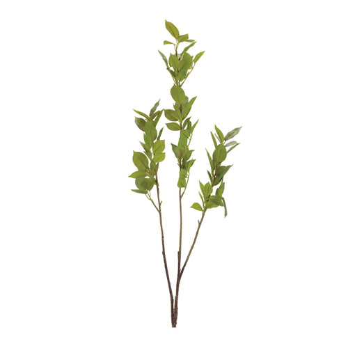 Leaf Branch