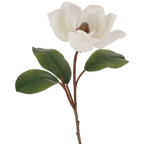 Large Magnolia Stem