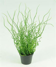 Load image into Gallery viewer, Potted Corkscrew Grass