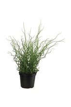 Load image into Gallery viewer, Potted Corkscrew Grass