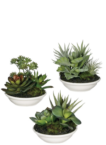 Aeonium Potted Succulent