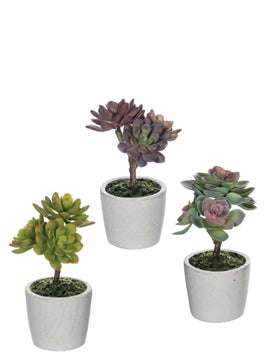 small succulent pots home depot Potted Echeveria – Indigo Bungalow