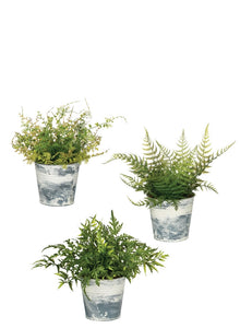 Fern in Tin