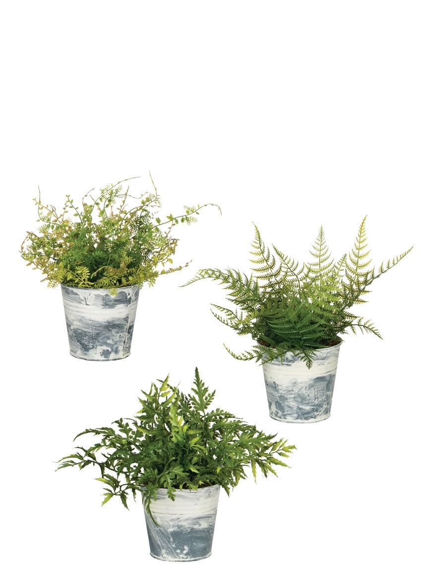 Fern in Tin