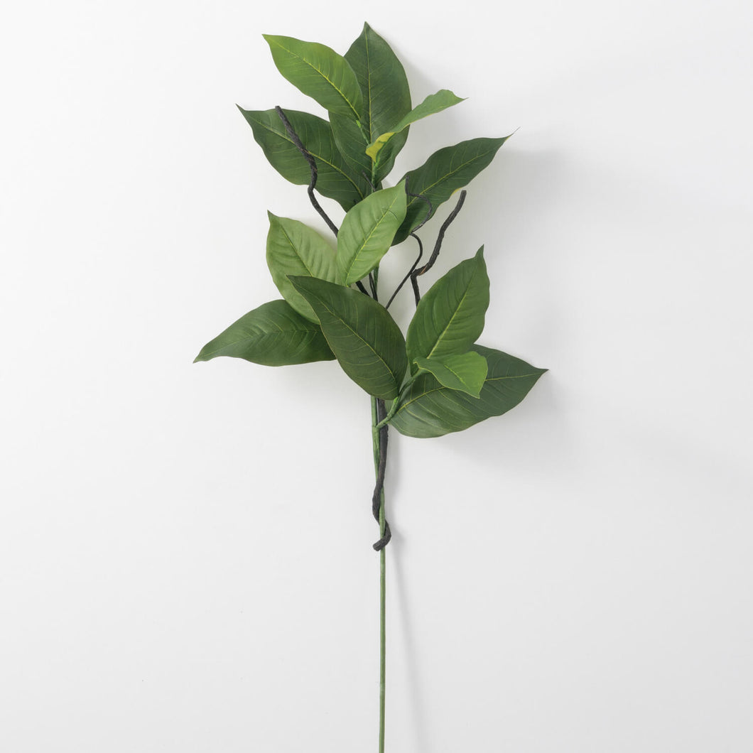 Salal Leaf Spray