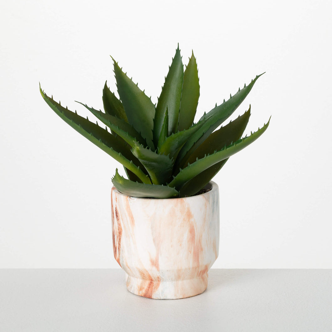 Potted Agave