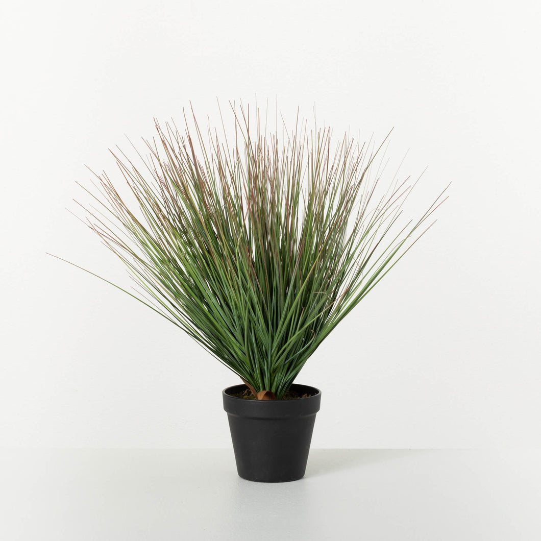 Potted Dark Onion Grass