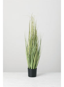 Tall Onion Grass