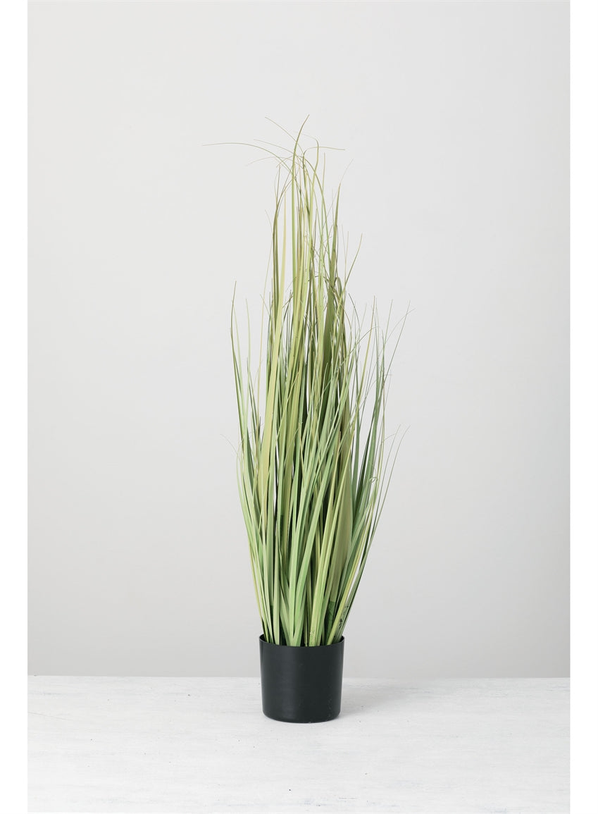 Tall Onion Grass