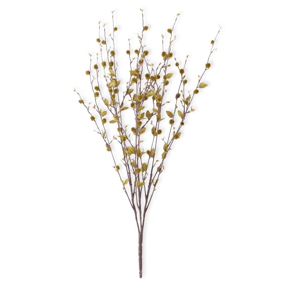 Green Pussy Willow