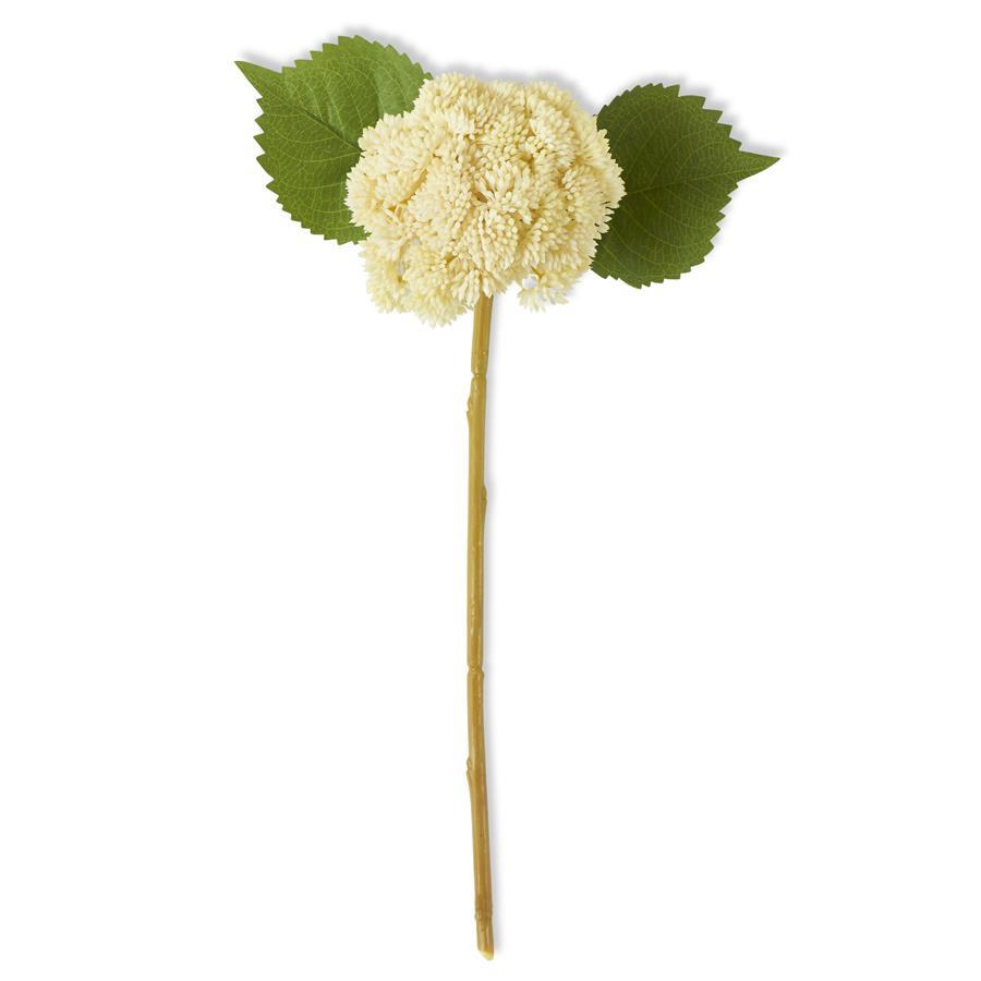 White Sedum Stem