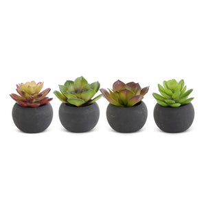 Sm Round Potted Succulent