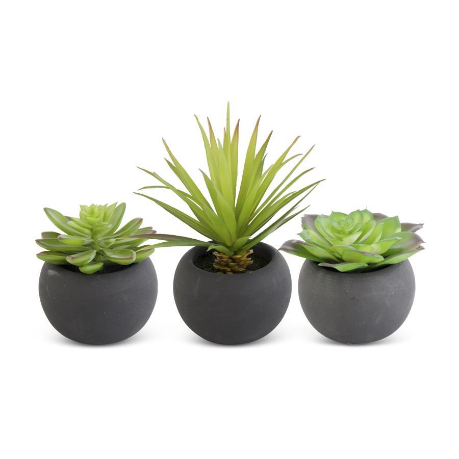 Round Black Potted Succulent – Indigo Bungalow