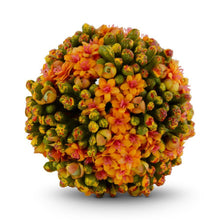 Load image into Gallery viewer, Kalanchoe Ball