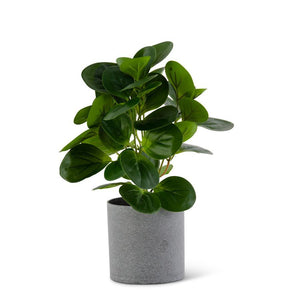 Potted Watercress