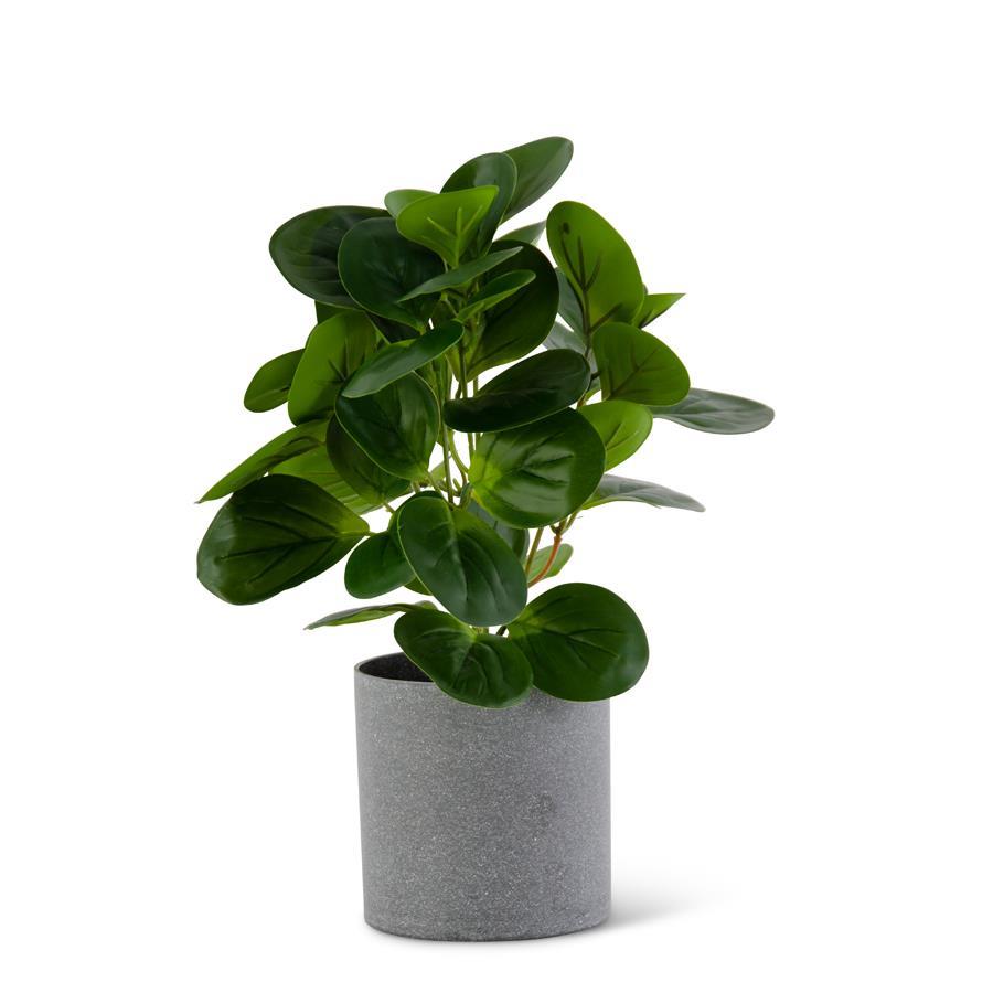 Potted Watercress