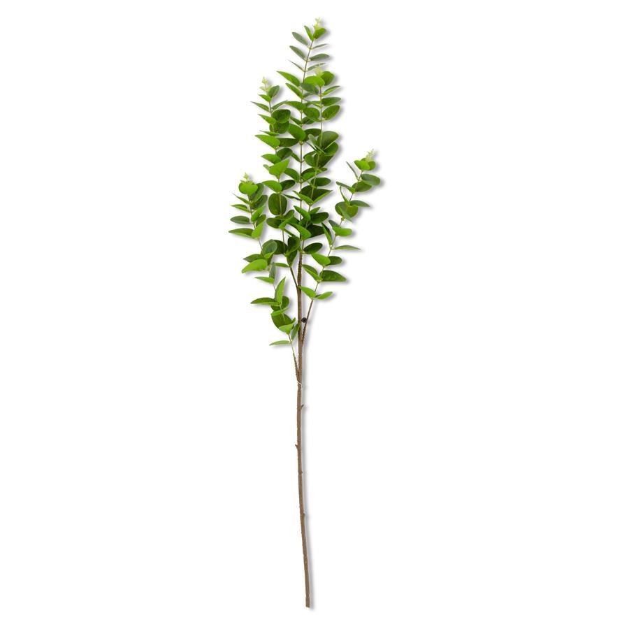 Eucalyptus Gunnii Stem