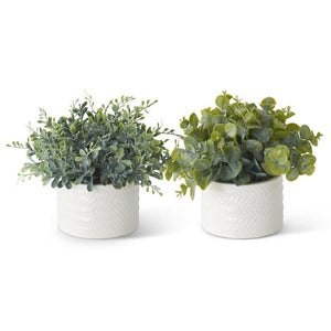 White Potted Eucalyptus