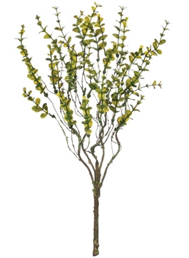 Leaves Bush