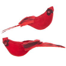 Load image into Gallery viewer, Cardinal