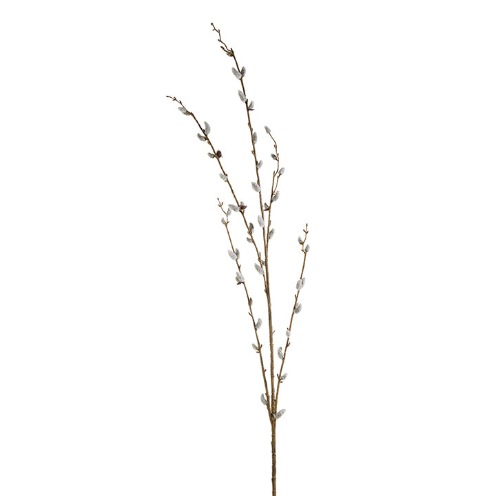 Pussy Willow Branch