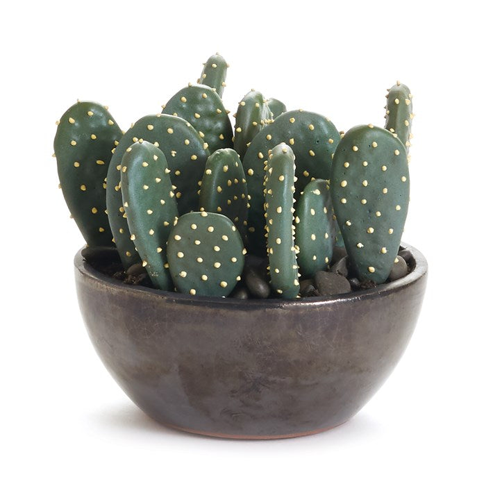 Prickly Pear Cactus