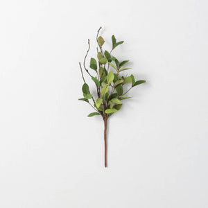 Ruscus Pick