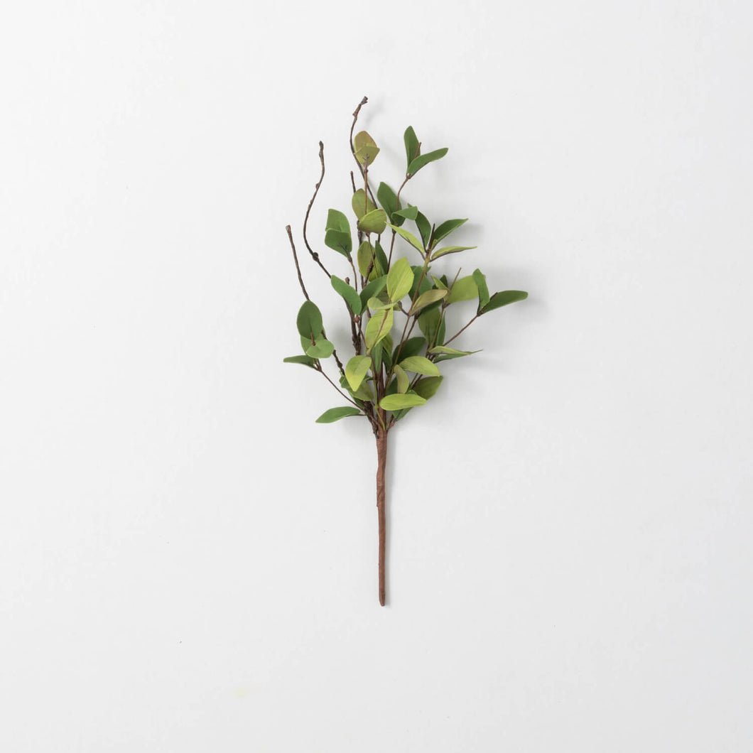 Ruscus Pick