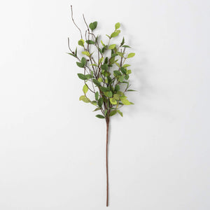Ruscus Spray