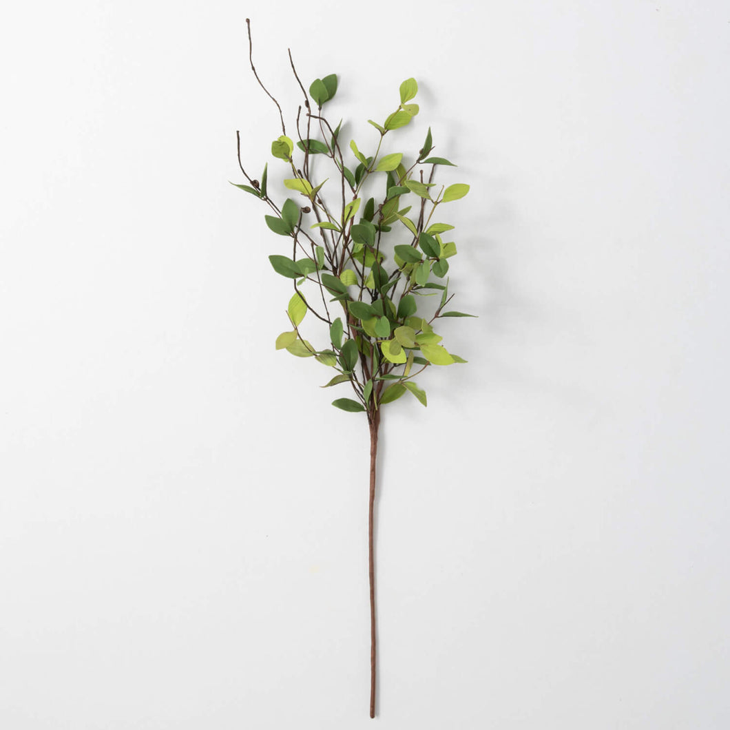 Ruscus Spray